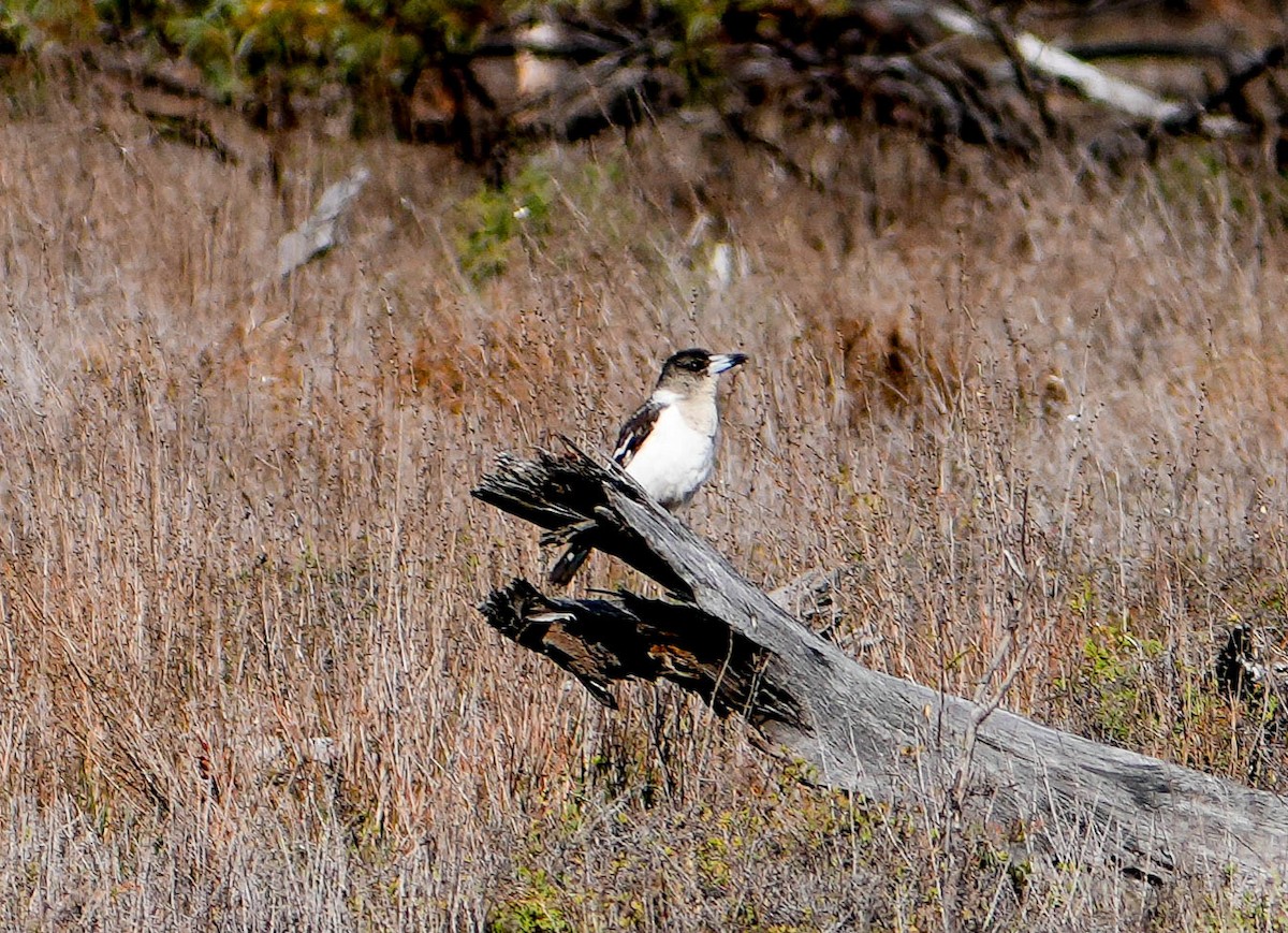 flétňák černohrdlý - ML639359213