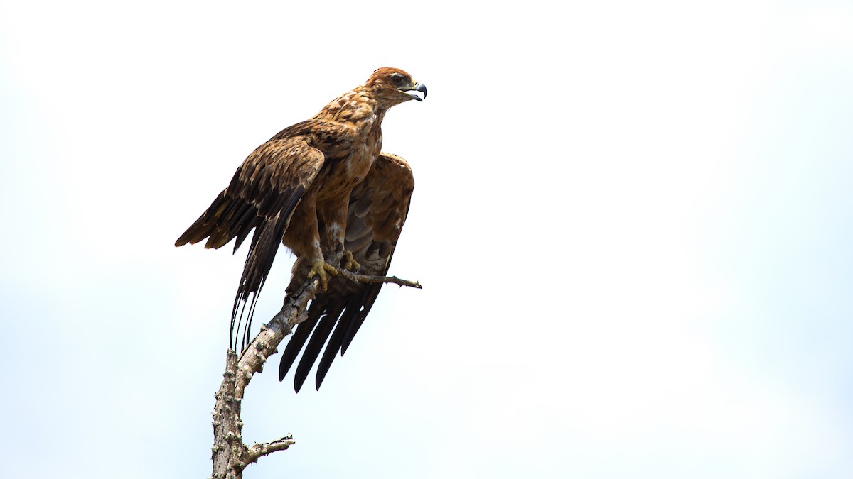 orel okrový - ML639359243