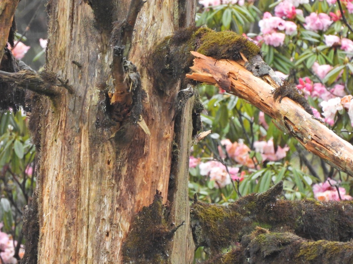 Hodgson's Treecreeper - ML639359347