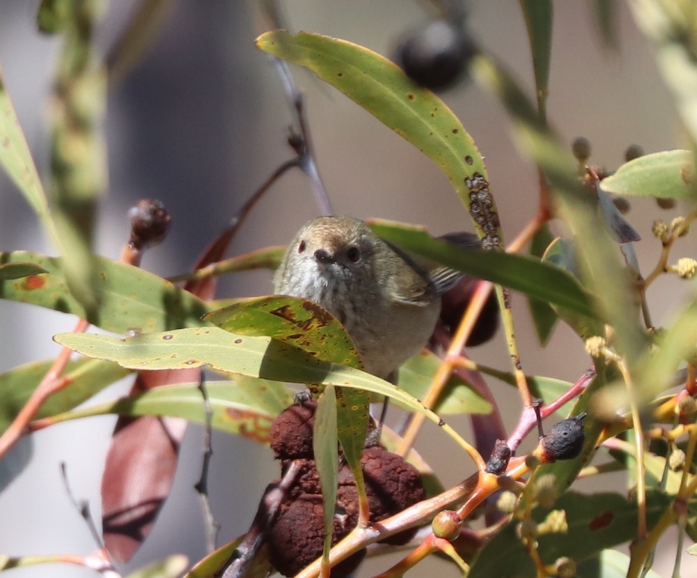 Brown Thornbill - ML639359484