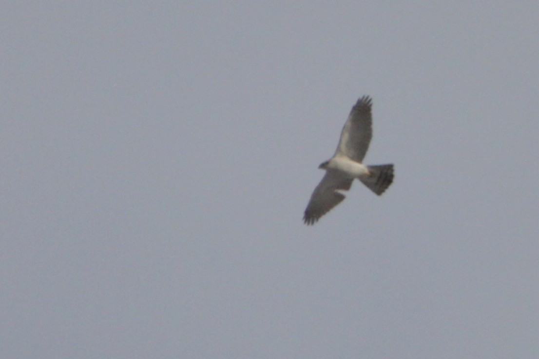 Eurasian Goshawk - ML639359527