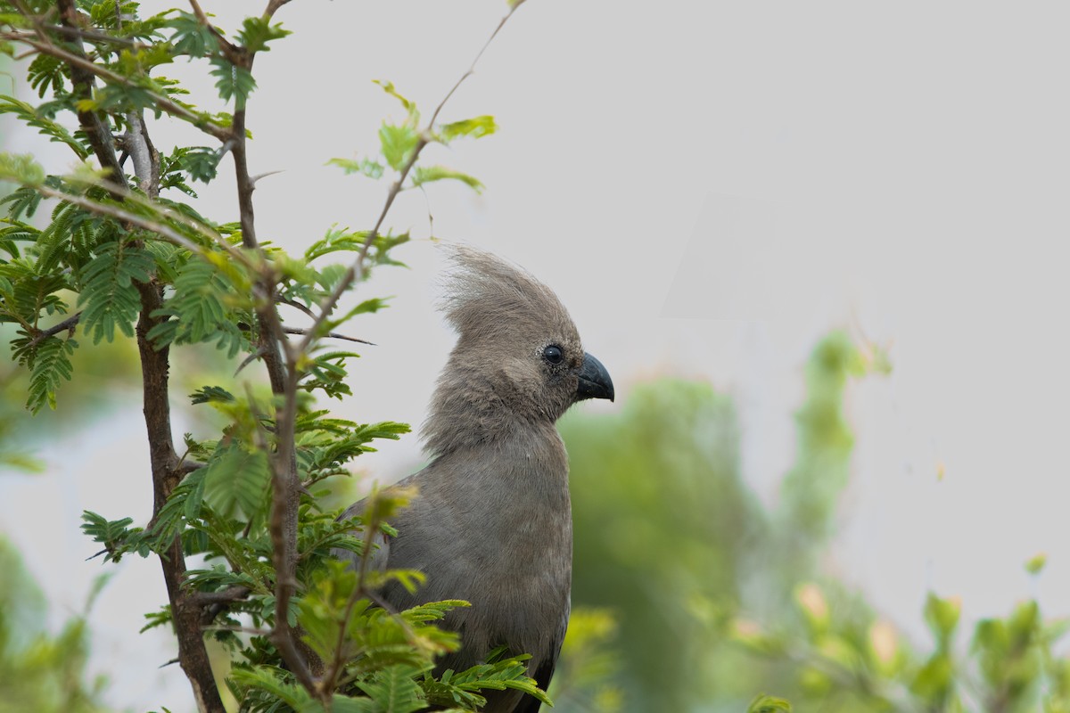 sparák šedý - ML639359532