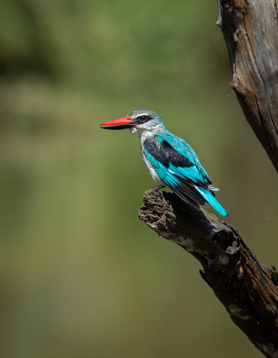 ledňáček africký - ML639359539