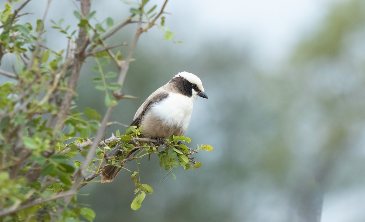 ťuhýk bělotemenný - ML639359543