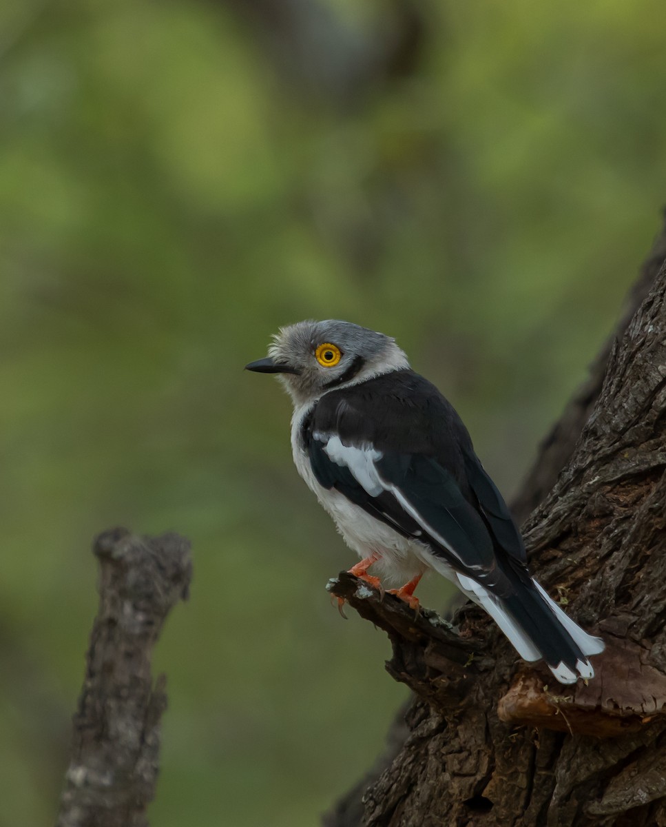 White-crested Helmetshrike - ML639359544