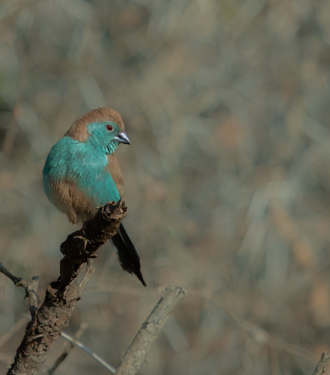 Southern Cordonbleu - ML639359551