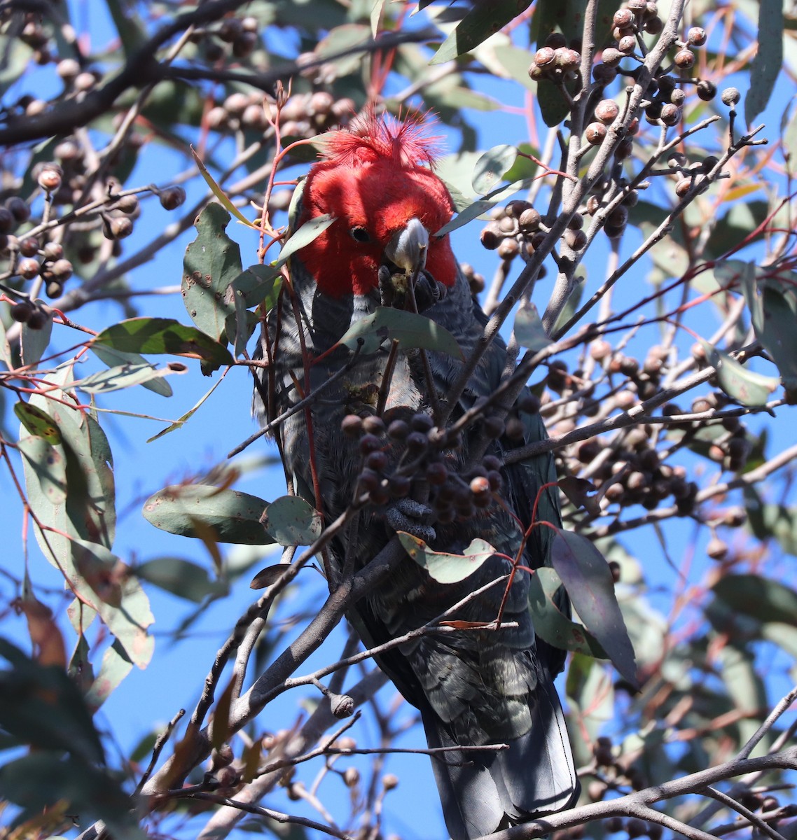 Gang-gang Cockatoo - ML639359586
