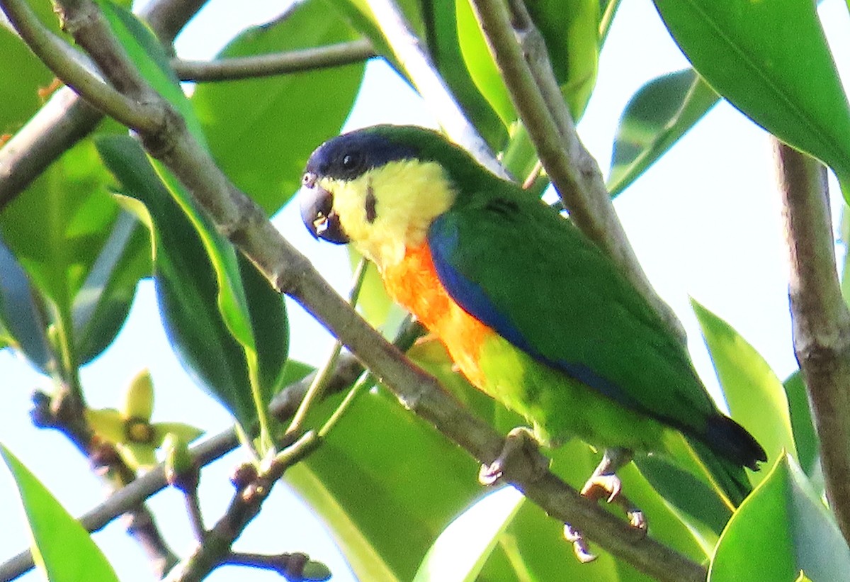 Blue-fronted Fig-Parrot - ML639359592