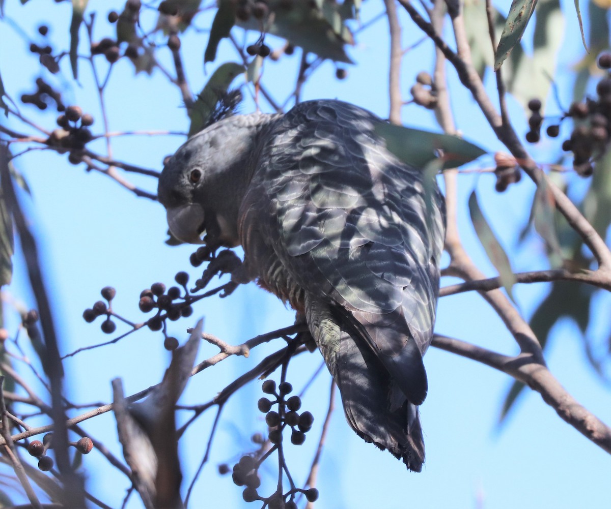Gang-gang Cockatoo - ML639359593