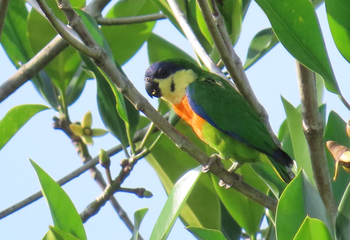 Blue-fronted Fig-Parrot - ML639359594
