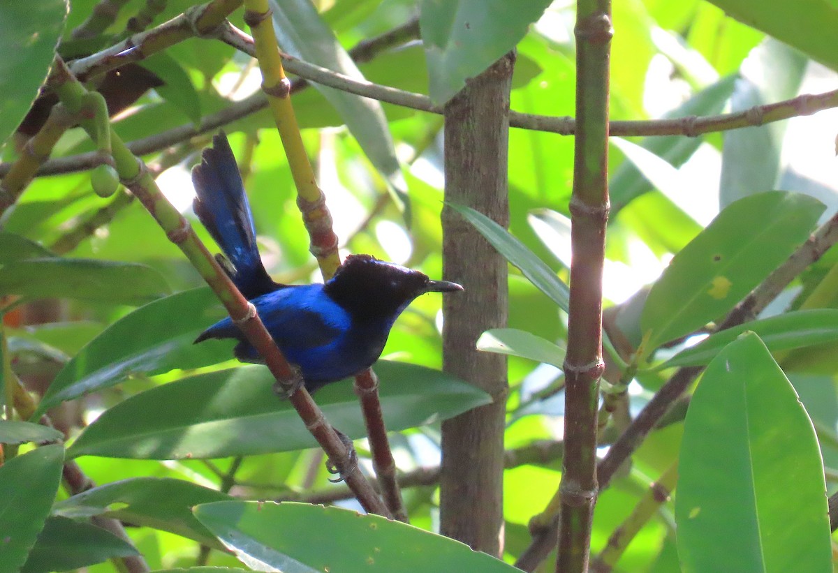 Emperor Fairywren - ML639359595