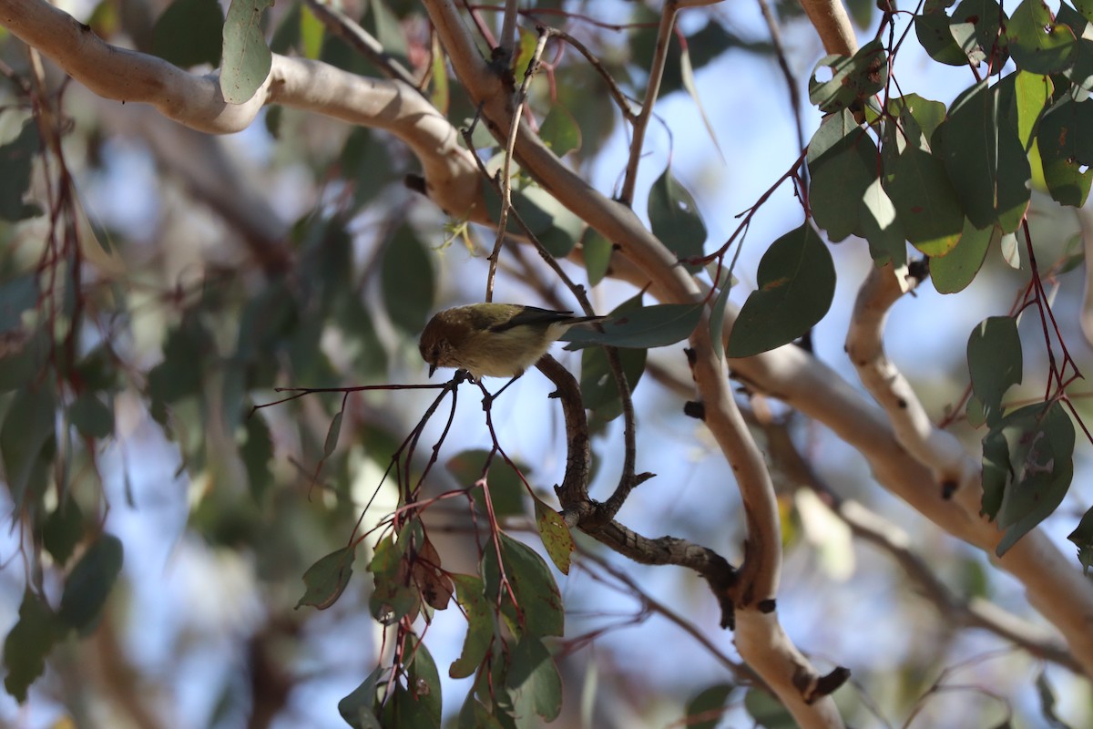 Striated Thornbill - ML639359604