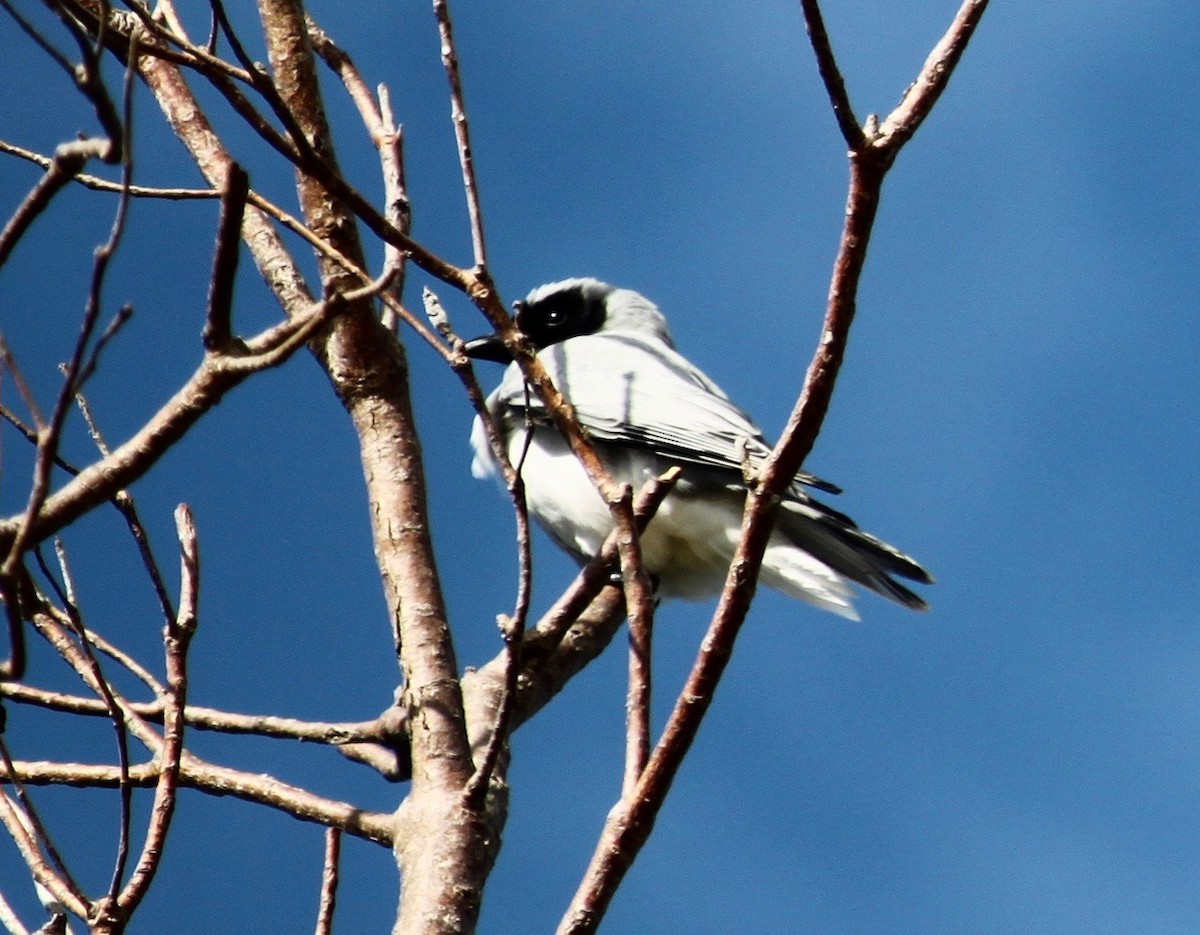 Black-faced Cuckooshrike - ML639359623