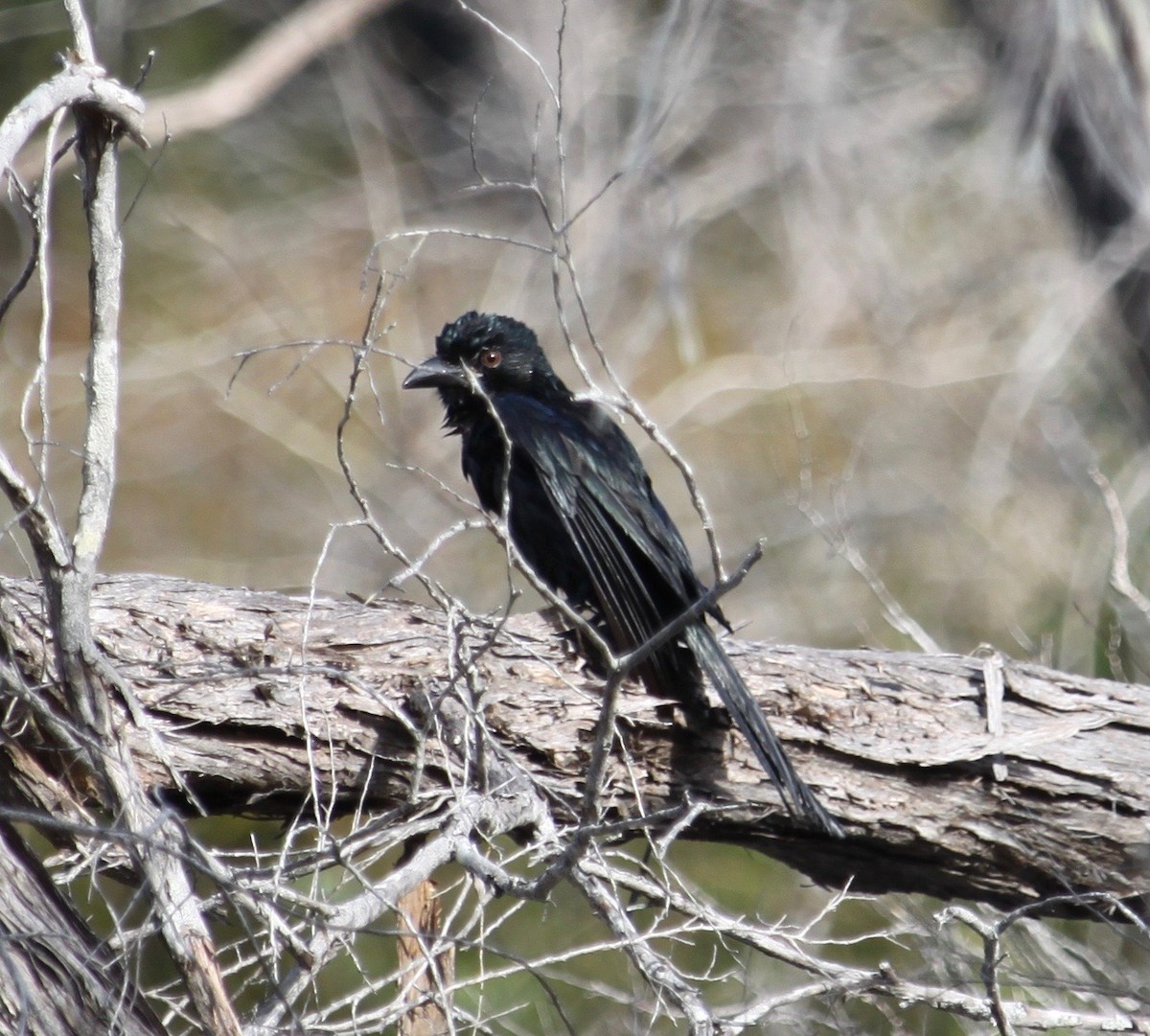 Spangled Drongo - ML639359627
