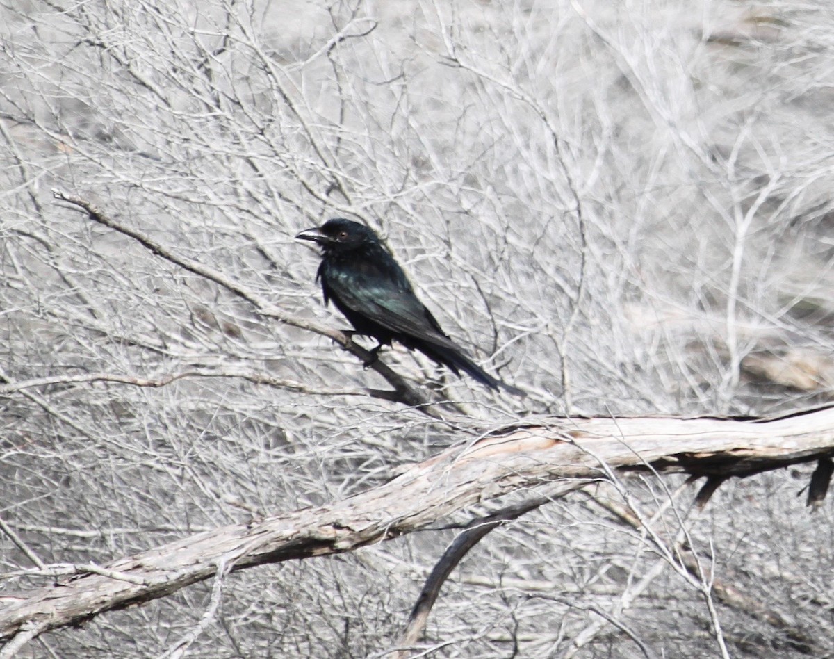 Spangled Drongo - ML639359628