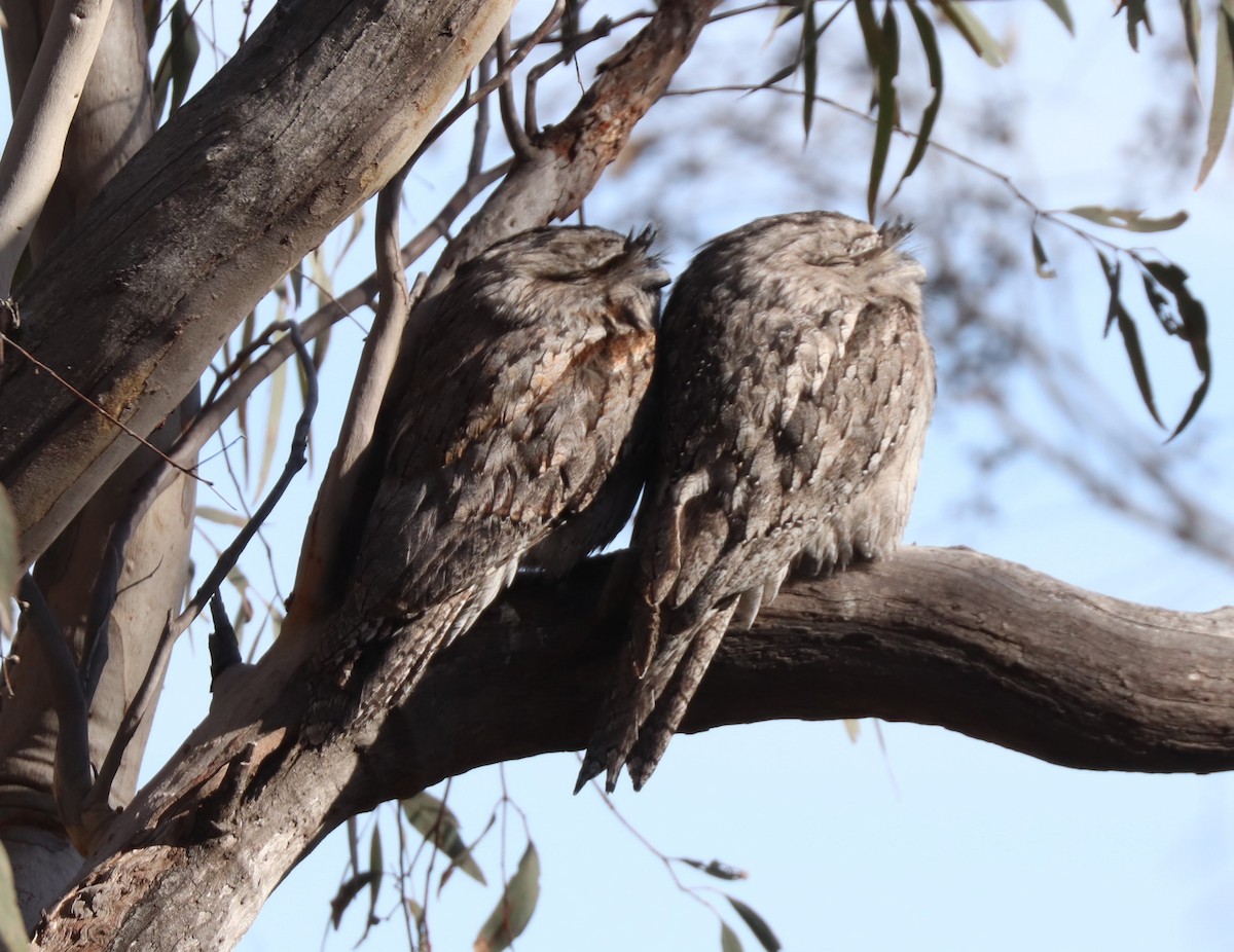 Tawny Frogmouth - ML639359630