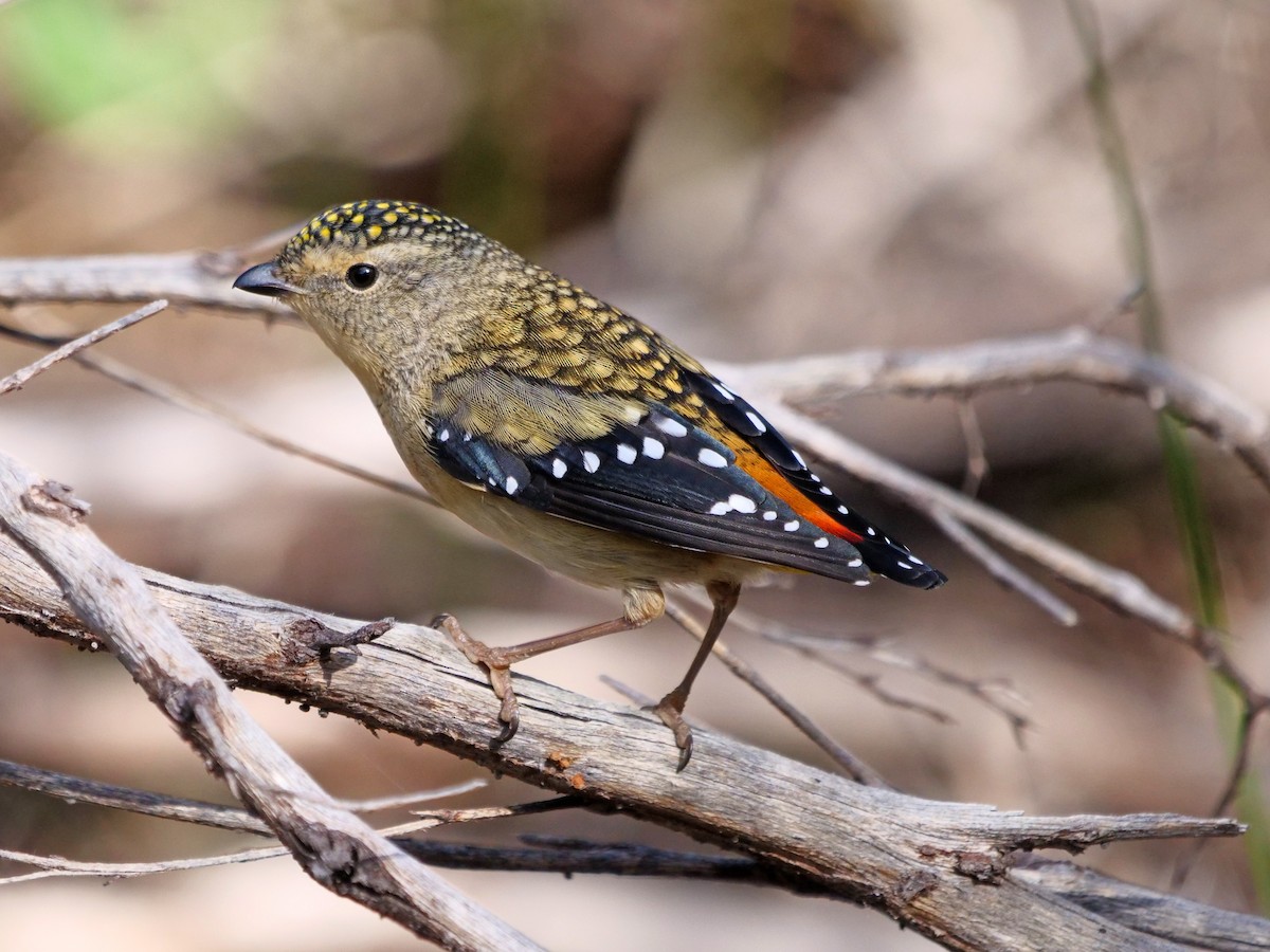 Spotted Pardalote - ML639359664