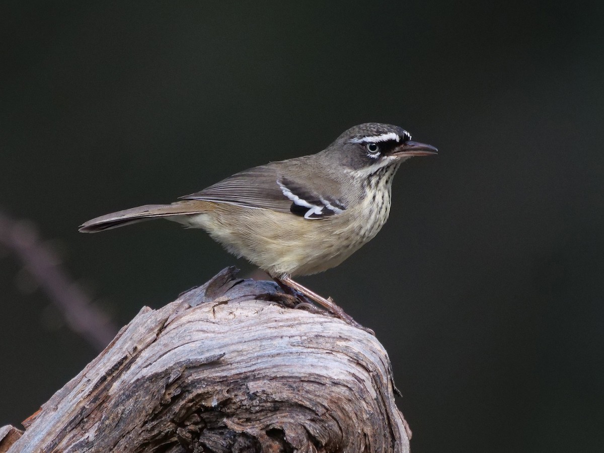 Spotted Scrubwren - ML639359666