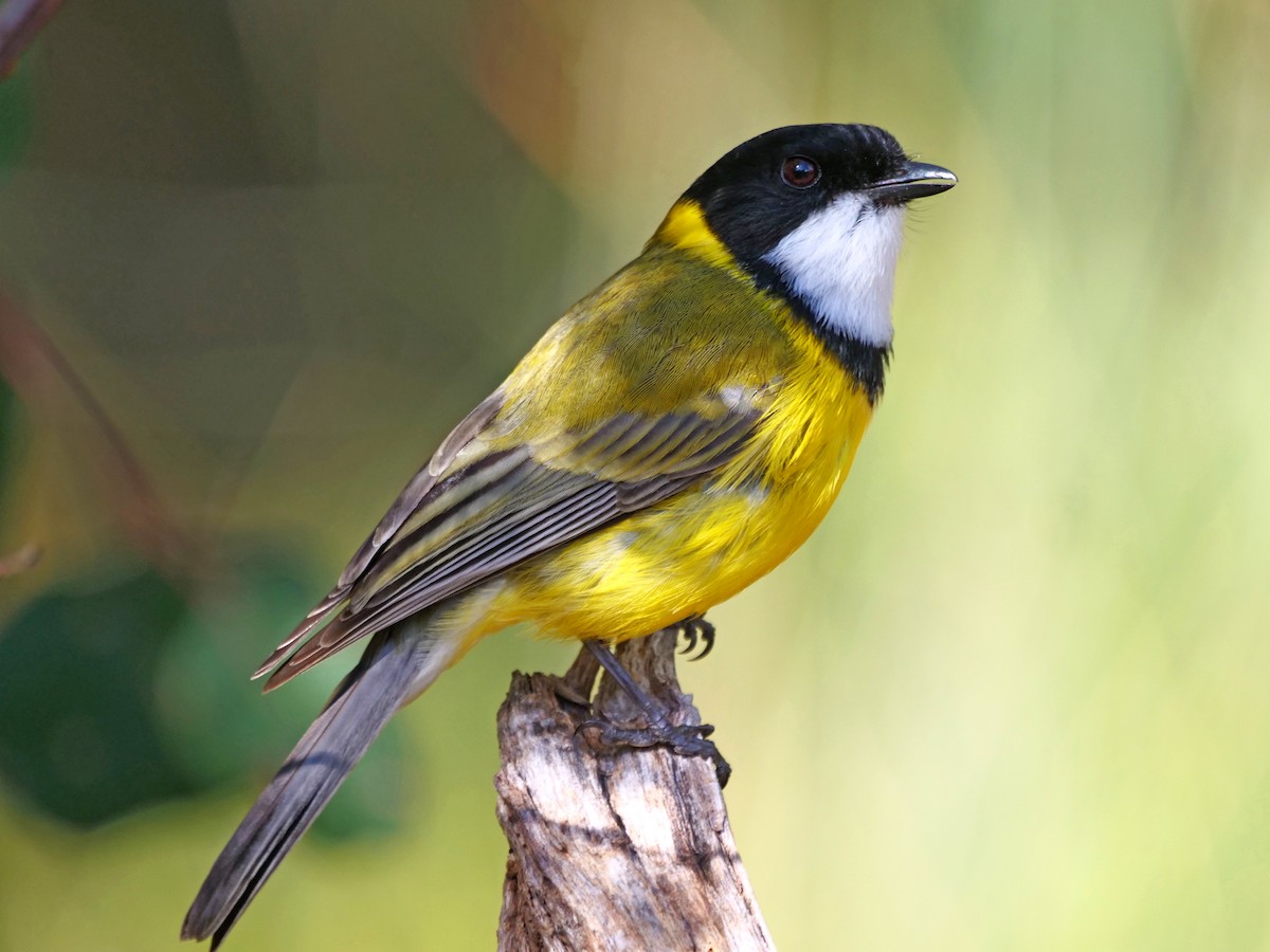 Golden Whistler - ML639359685