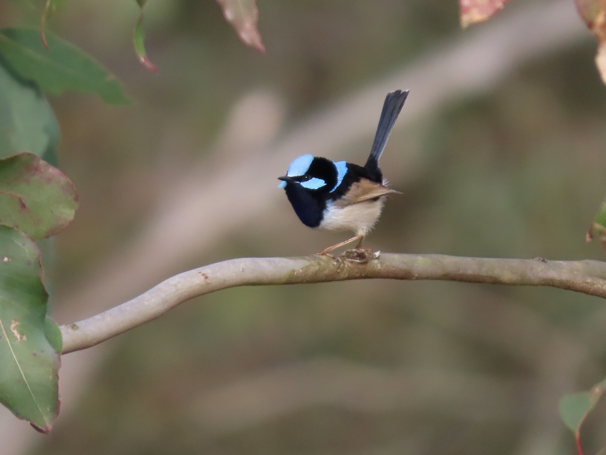 Superb Fairywren - ML639359731