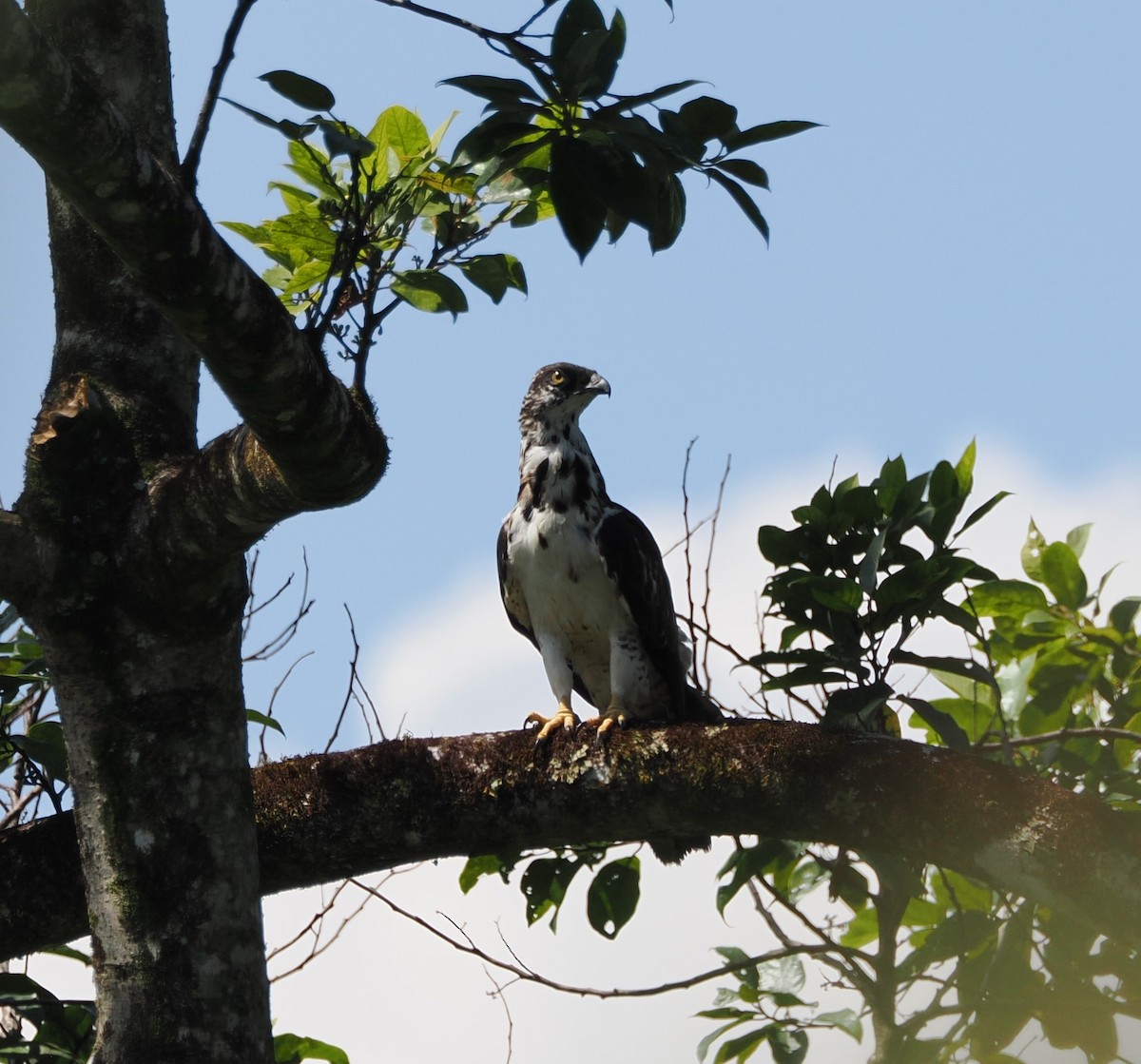 Sulawesi Honey-buzzard - ML639359781