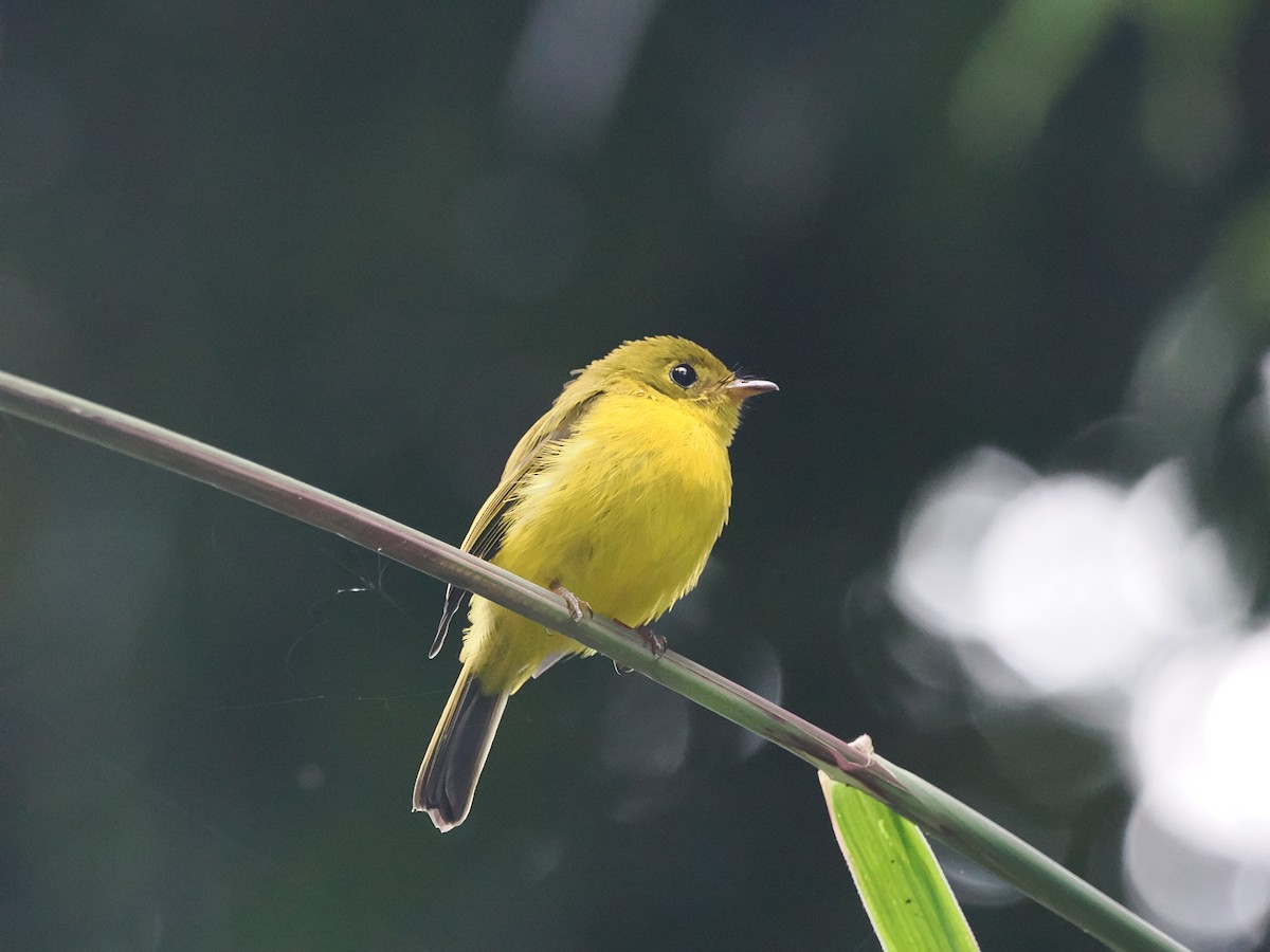 Citrine Canary-Flycatcher - ML639359829