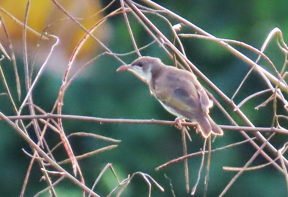 Brown-backed Honeyeater - ML639359862