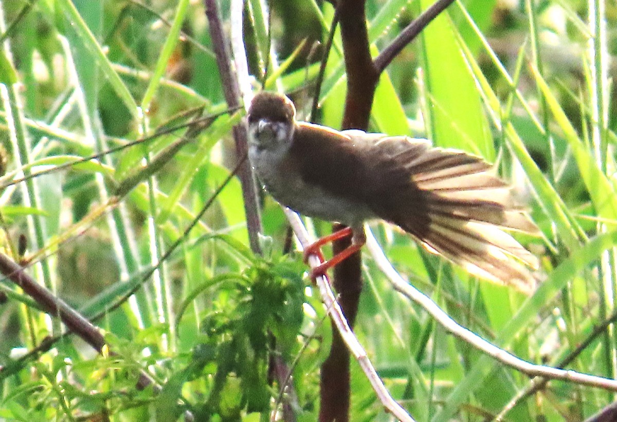 Brown-backed Honeyeater - ML639359863