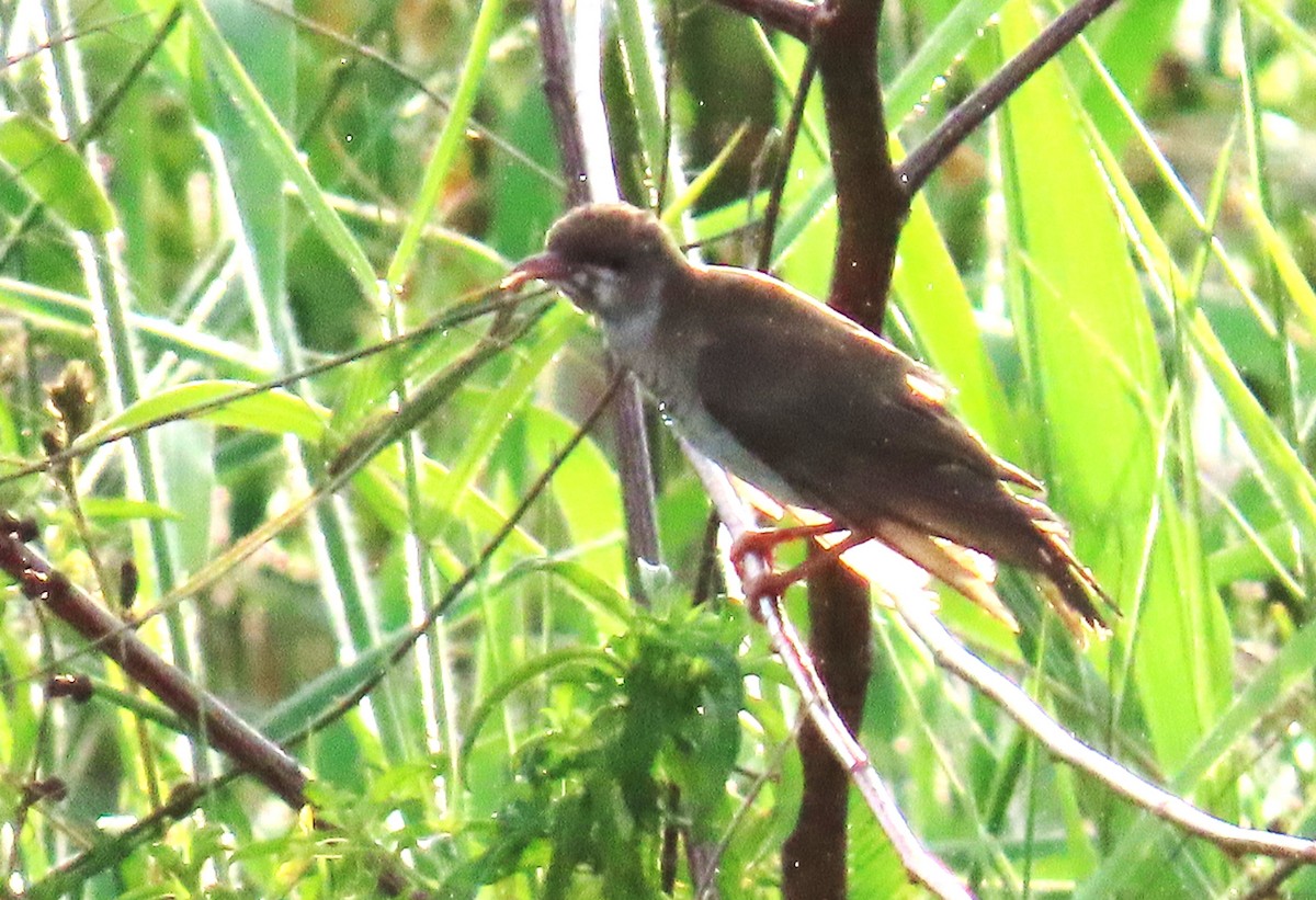 Brown-backed Honeyeater - ML639359864