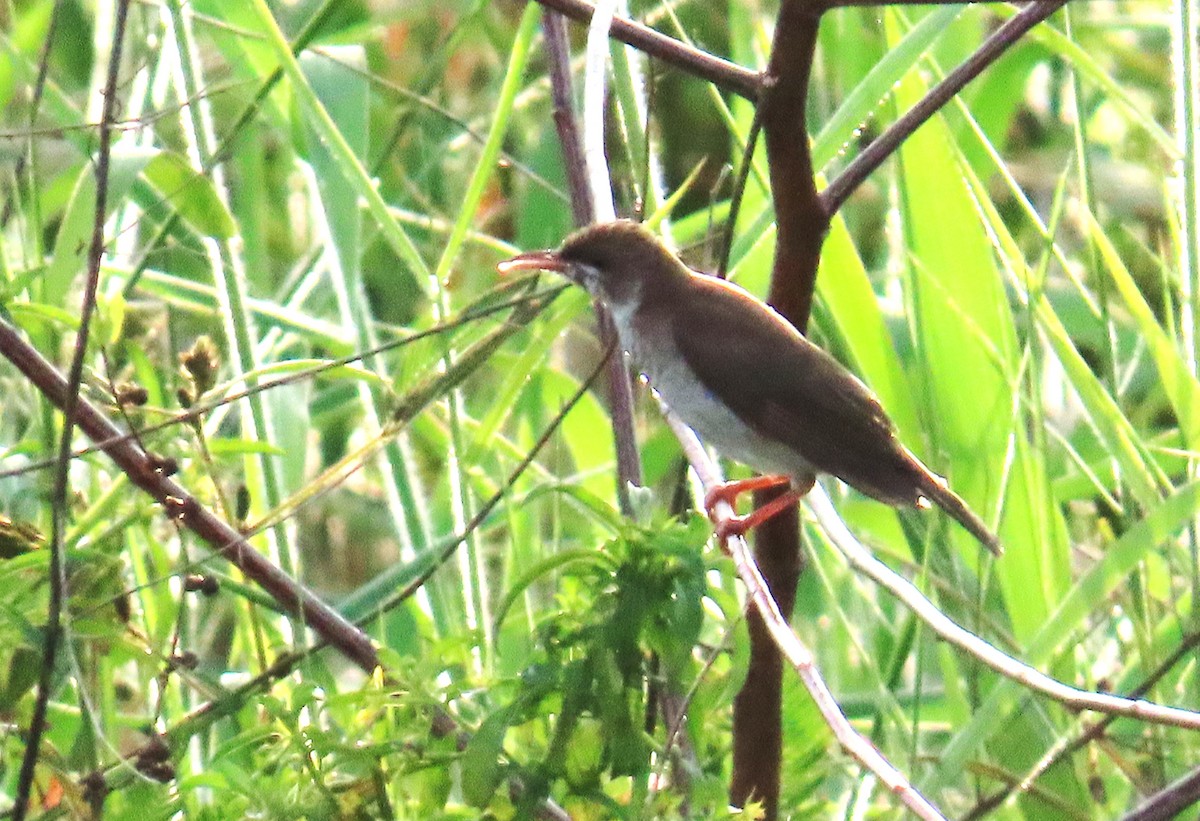 Brown-backed Honeyeater - ML639359865