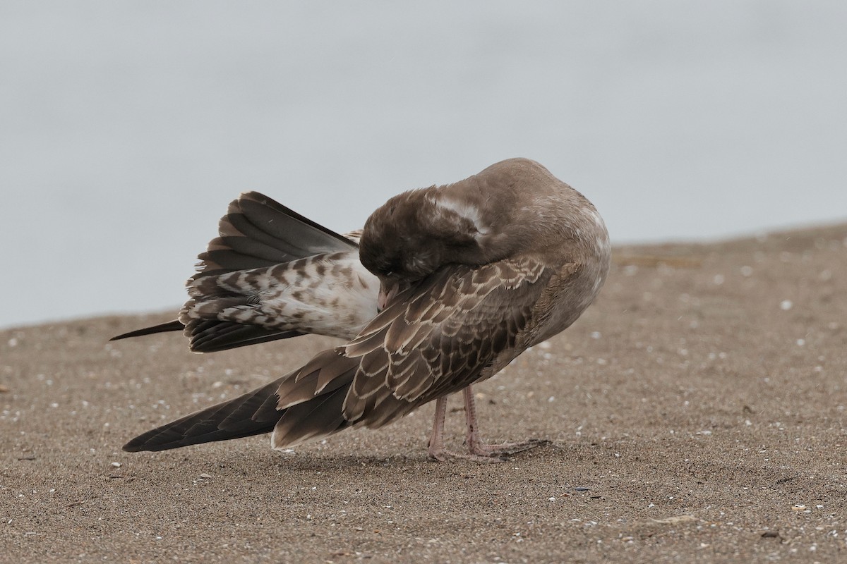 Black-tailed Gull - ML639359892