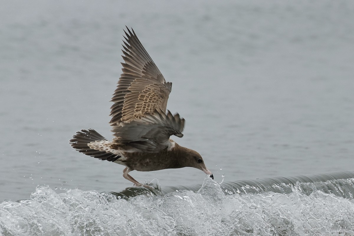 Black-tailed Gull - ML639359893