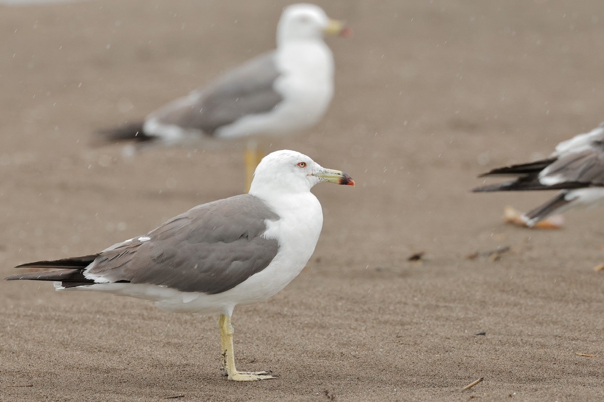 Black-tailed Gull - ML639359895
