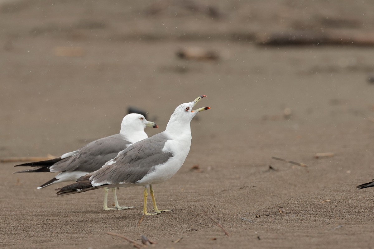 Black-tailed Gull - ML639359896