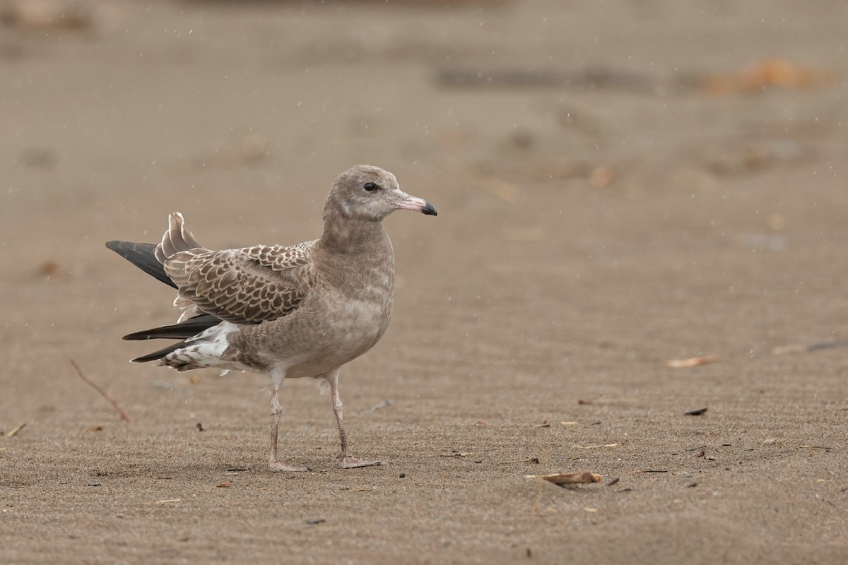 Black-tailed Gull - ML639359897