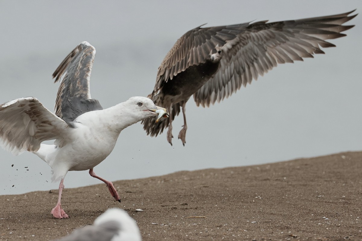 Slaty-backed Gull - ML639359900