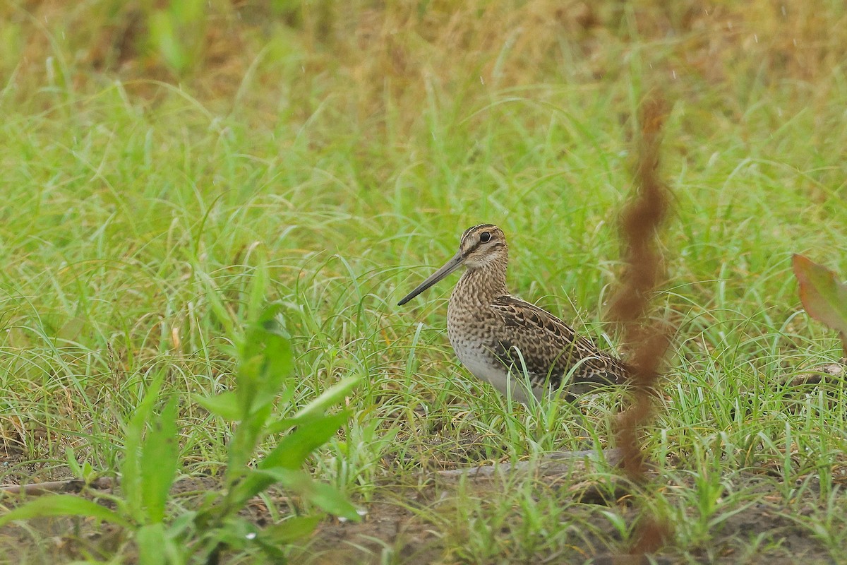 Latham's Snipe - ML639359916