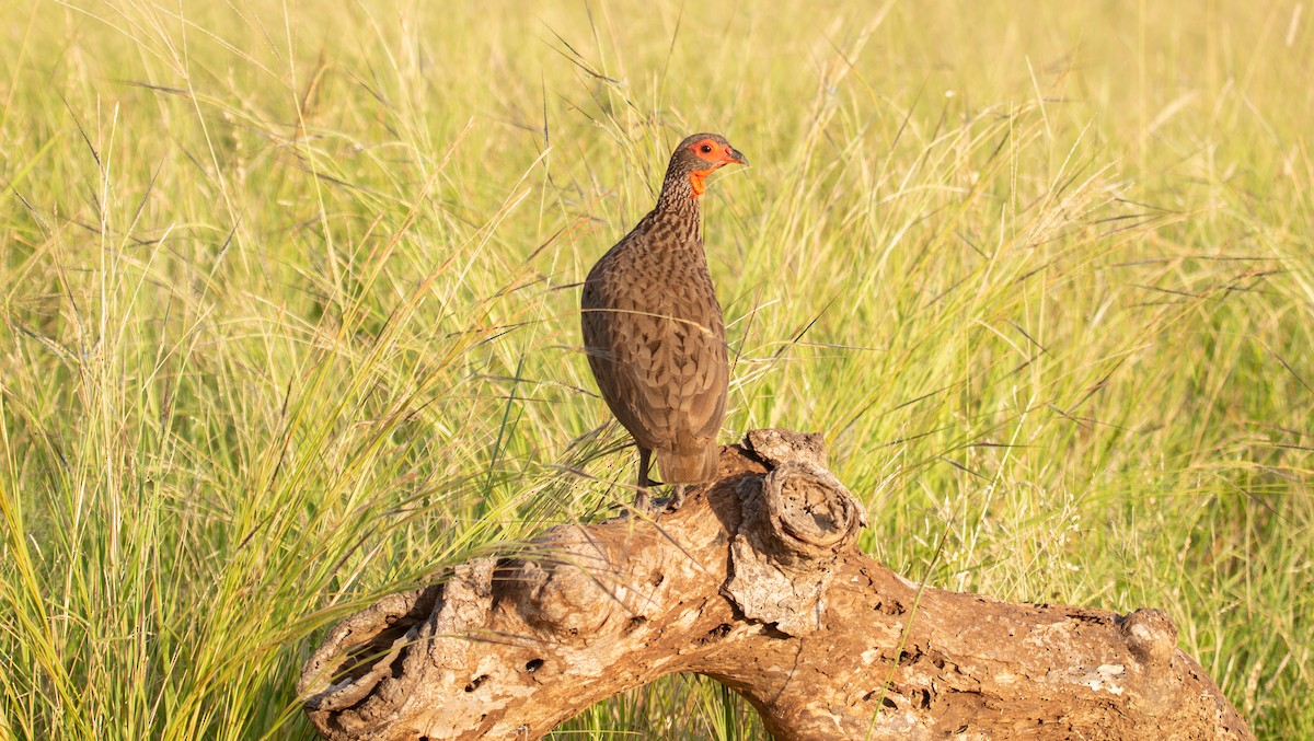 frankolín žíhaný - ML639359966