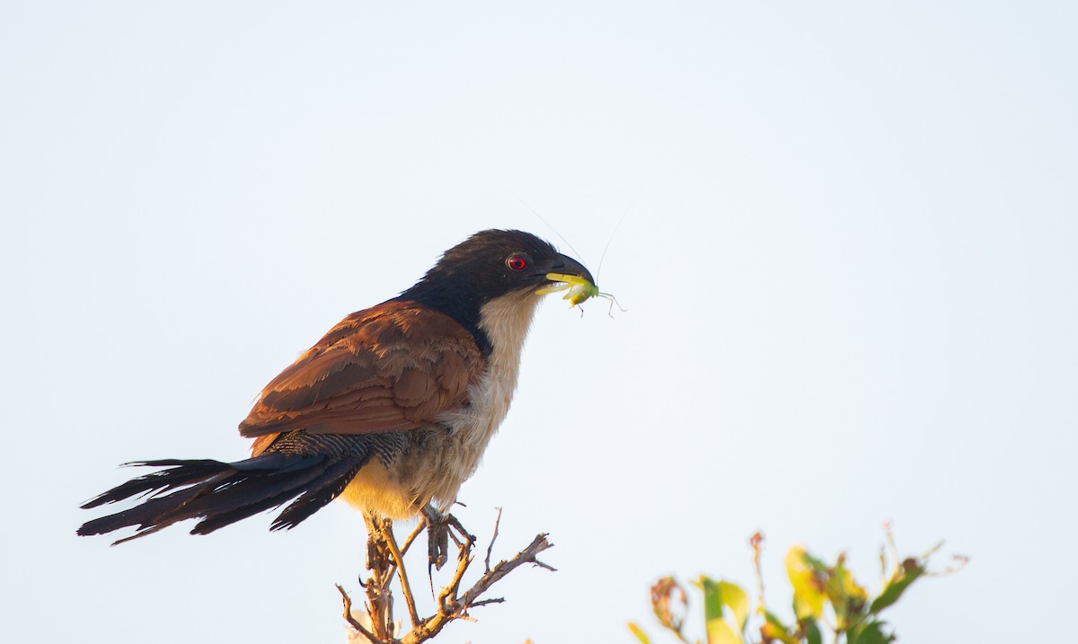 Burchell's Coucal - ML639359967