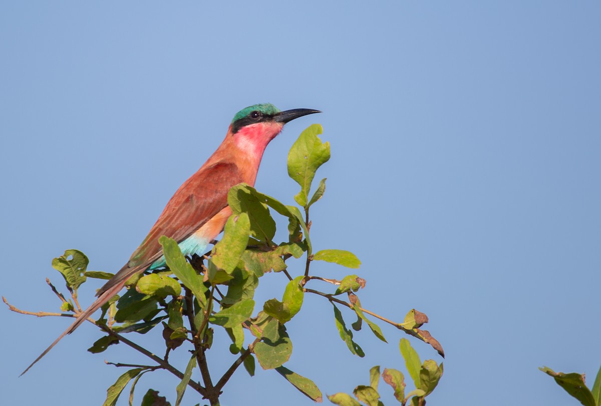 vlha karmínová - ML639359969