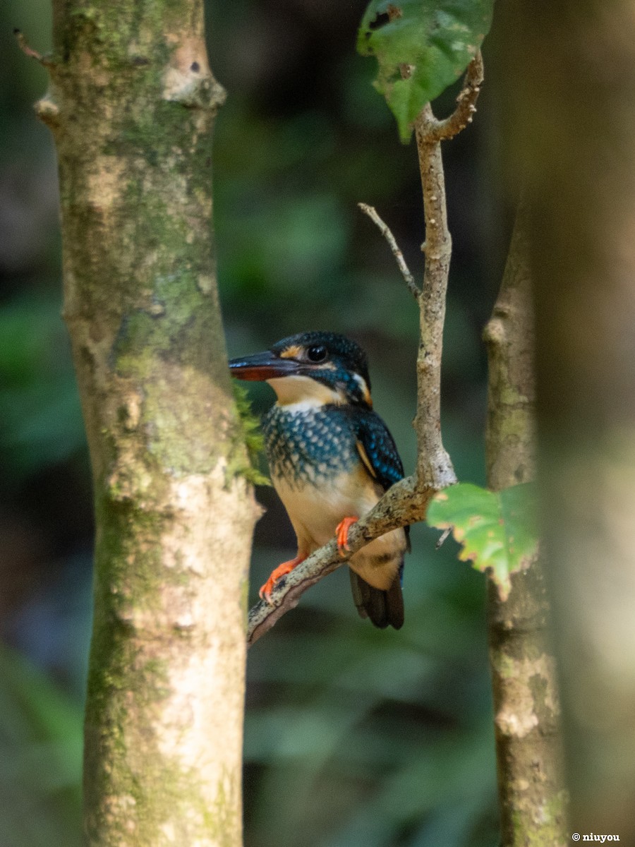 Malaysian Blue-banded Kingfisher - ML639359996