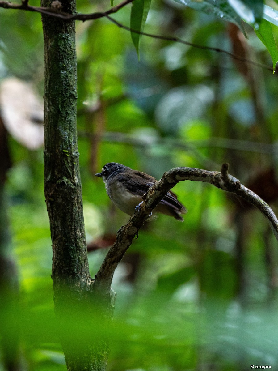 Gray-breasted Babbler - ML639360017