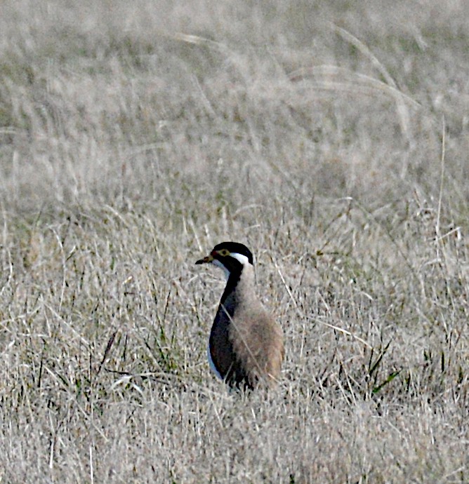 Banded Lapwing - ML639360039