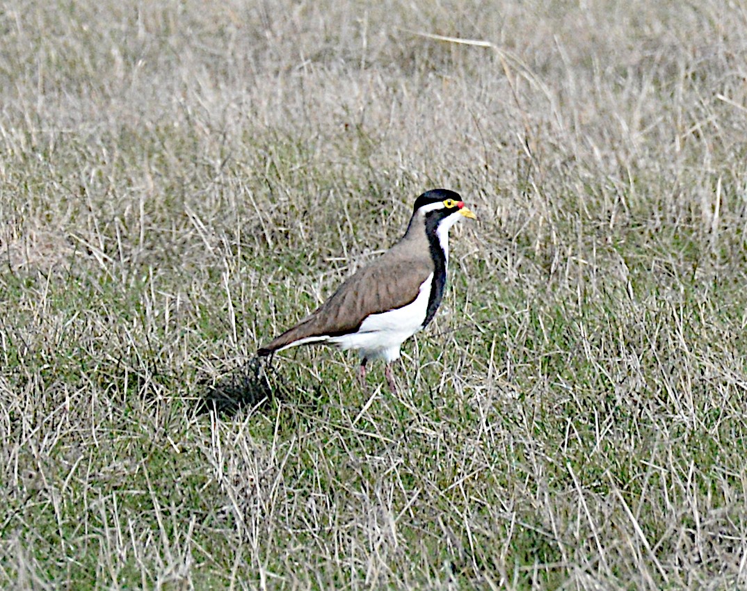 Banded Lapwing - ML639360040