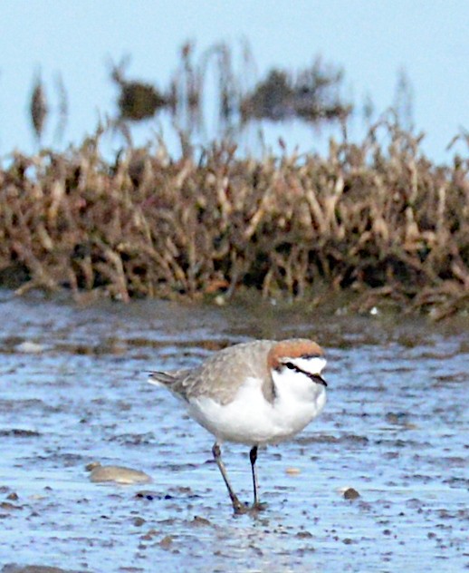 Red-capped Plover - ML639360068