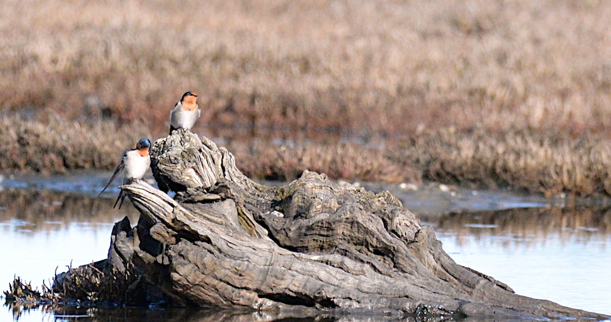 Welcome Swallow - ML639360071