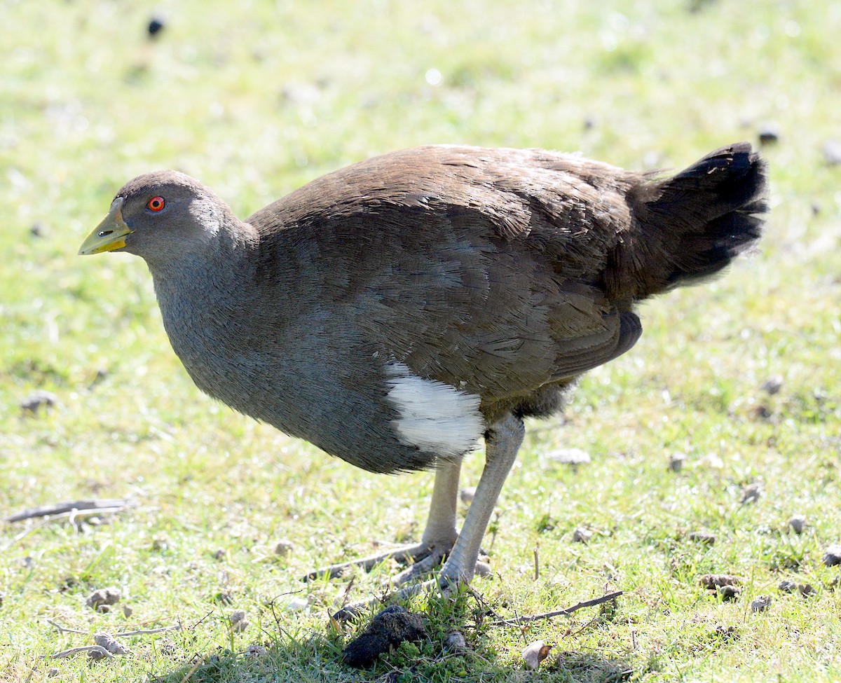 Tasmanian Nativehen - ML639360073