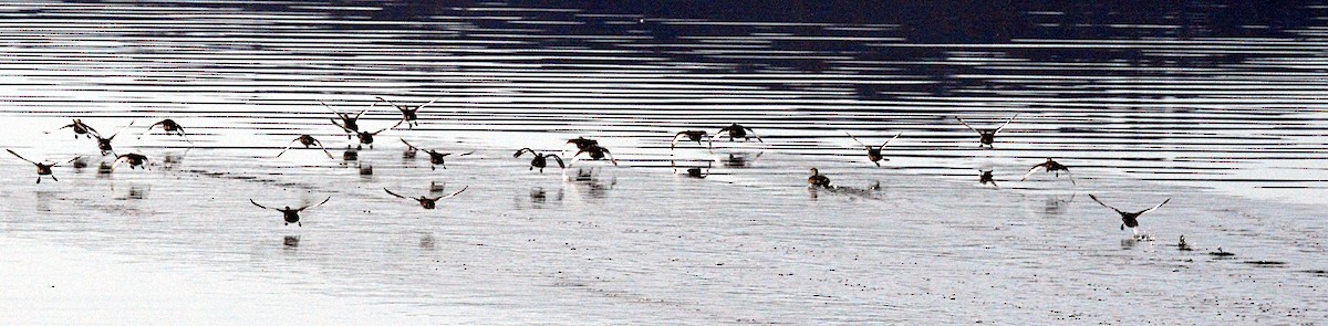Hoary-headed Grebe - ML639360074