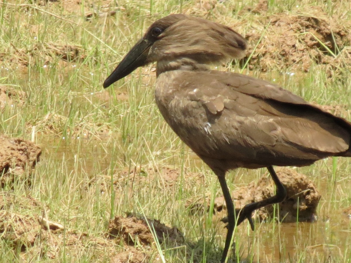 Hamerkop - ML639360077