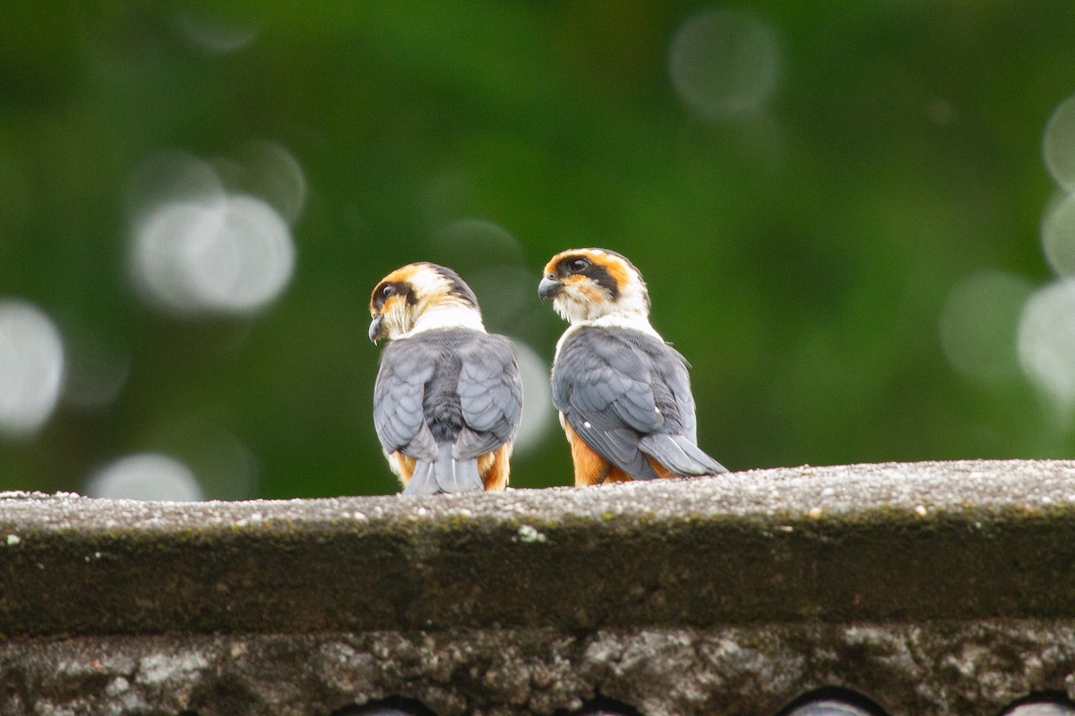 Collared Falconet - ML639360081
